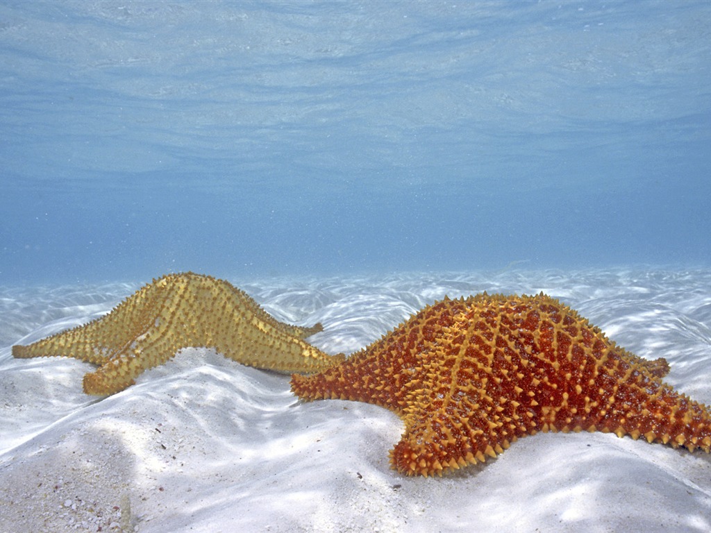 Animal Widescreen Wallpapers Collection (27) #16 - 1024x768