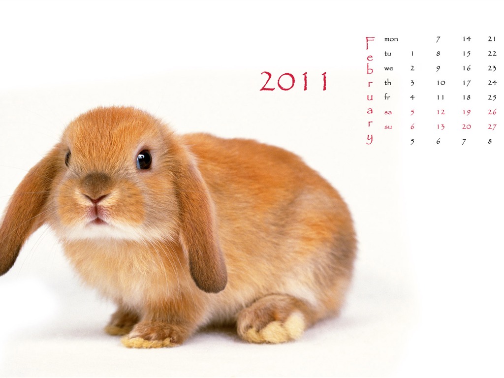 Rok 2011 králíka kalendář tapety (1) #1 - 1024x768