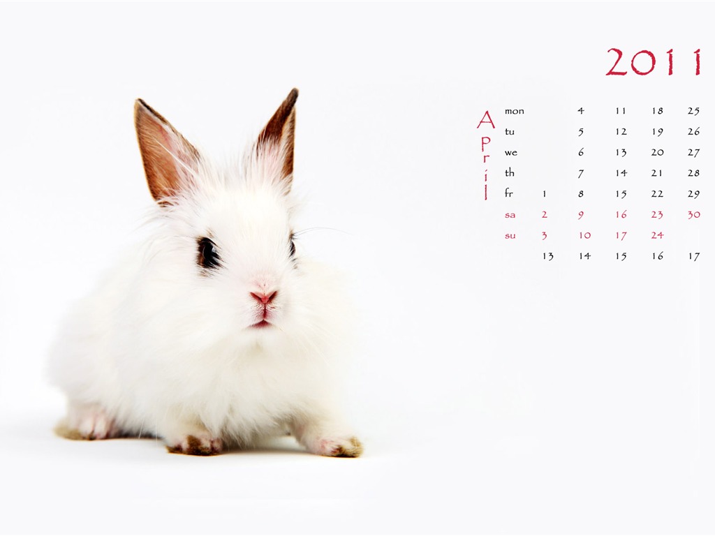 Rok 2011 králíka kalendář tapety (1) #4 - 1024x768