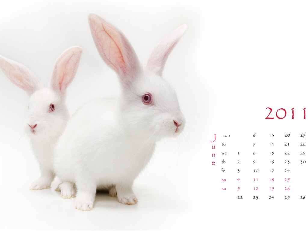 Year of the Rabbit 2011 calendar wallpaper (1) #6 - 1024x768