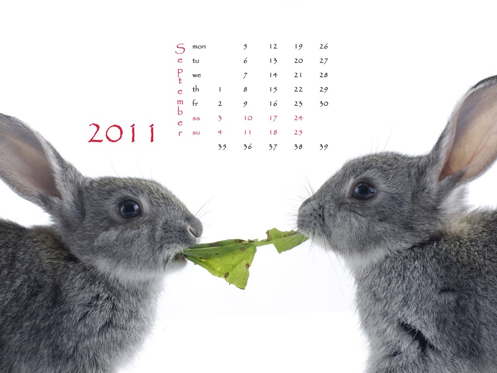 Rok 2011 králíka kalendář tapety (1) #9 - 1024x768