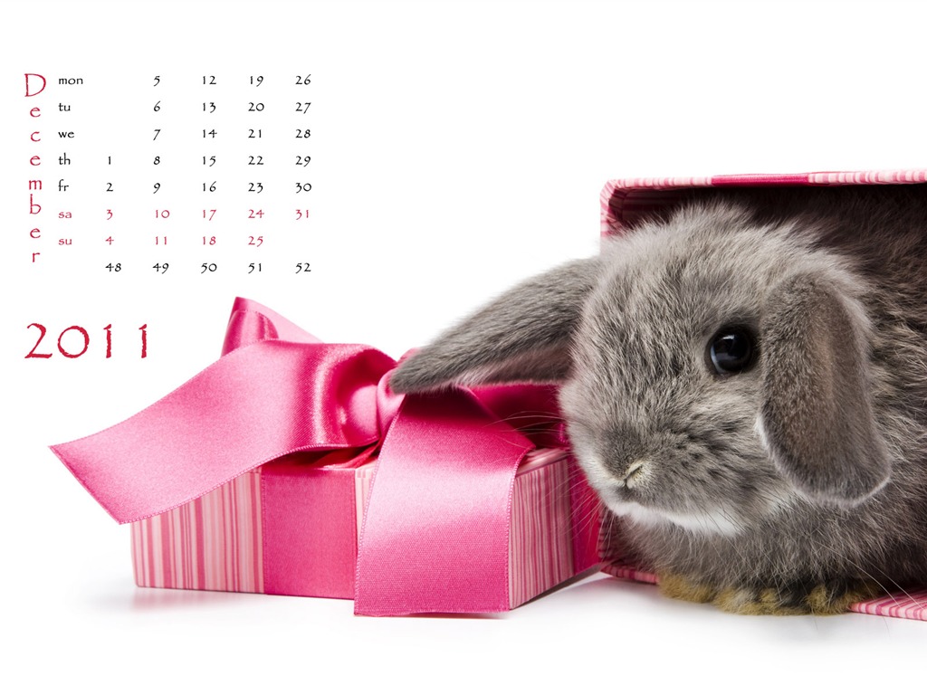 Rok 2011 králíka kalendář tapety (1) #12 - 1024x768