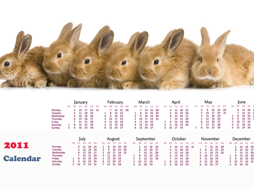 Année du papier peint Rabbit calendrier 2011 (1) #14 - 1024x768