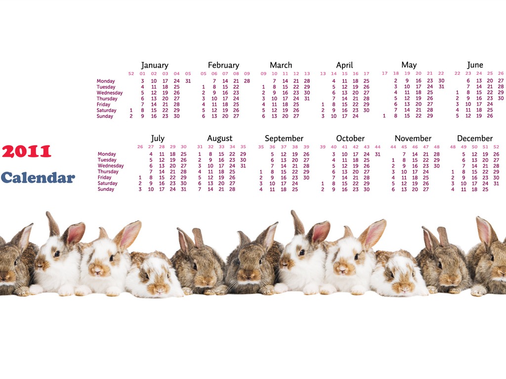 Rok 2011 králíka kalendář tapety (1) #15 - 1024x768