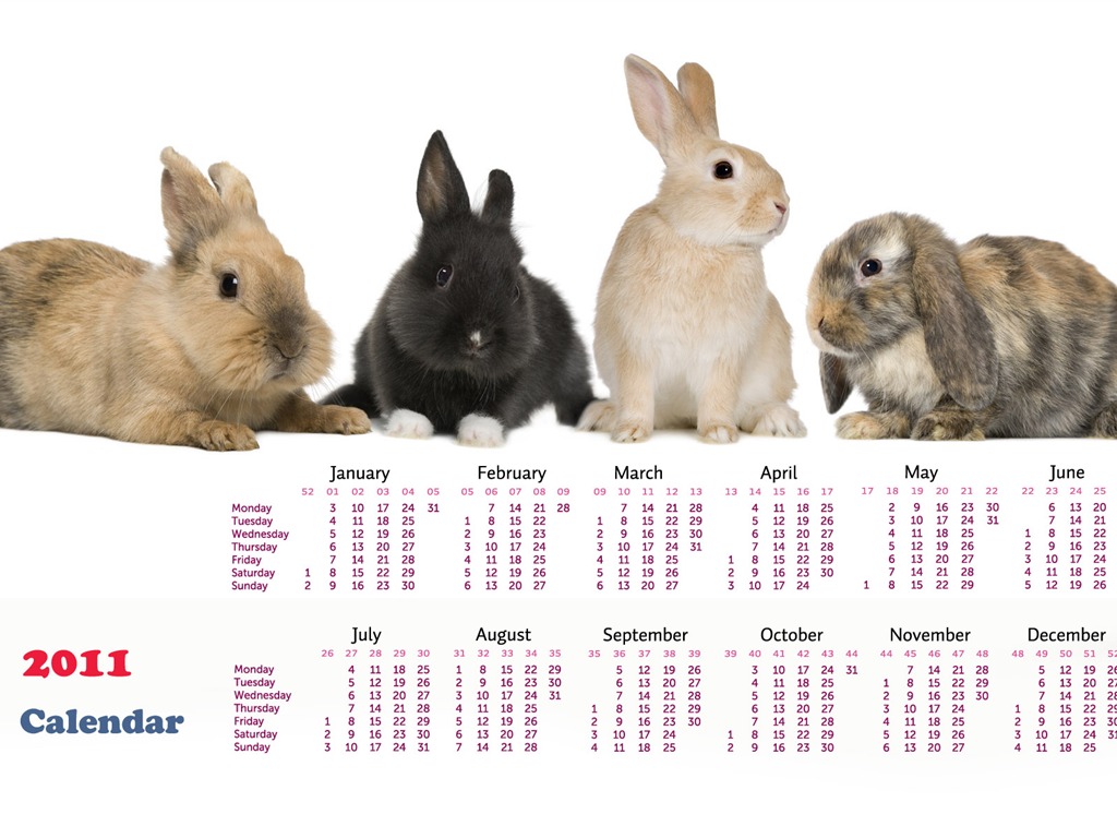 Rok 2011 králíka kalendář tapety (1) #16 - 1024x768