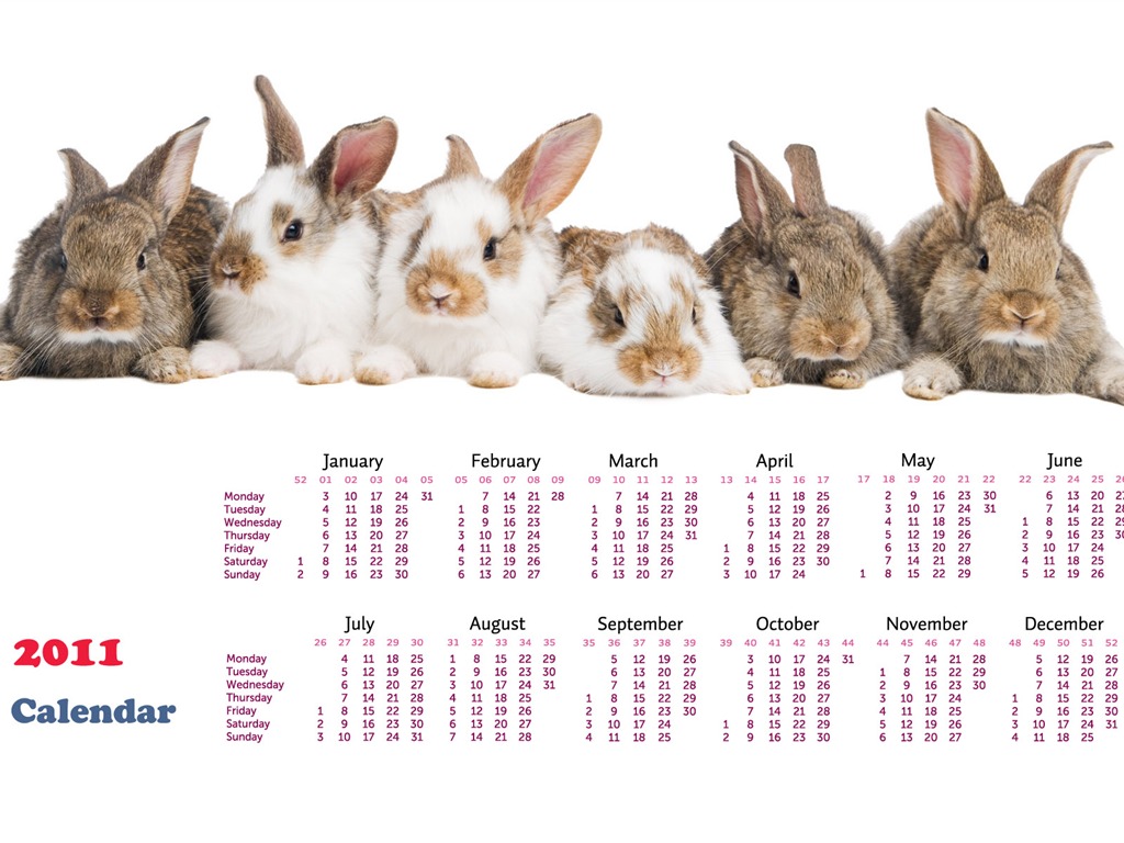 Rok 2011 králíka kalendář tapety (1) #19 - 1024x768
