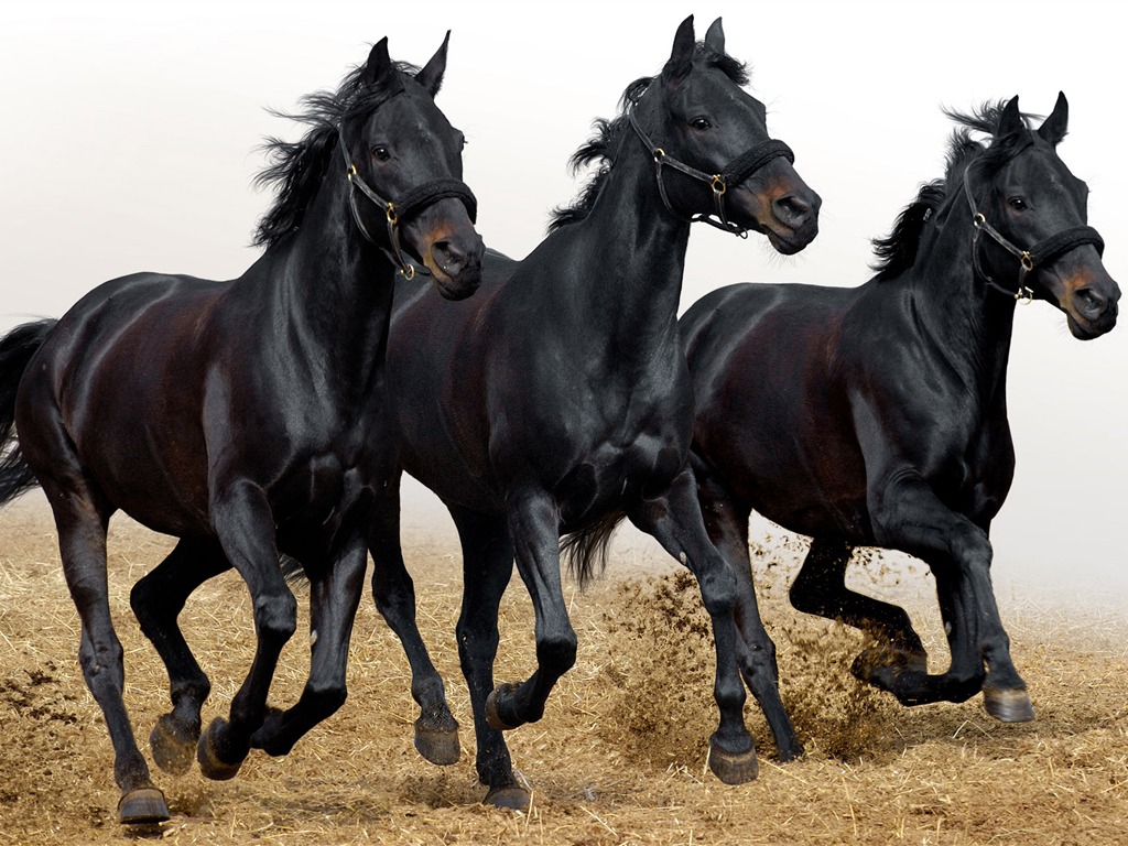 Super horse photo wallpaper (1) #2 - 1024x768