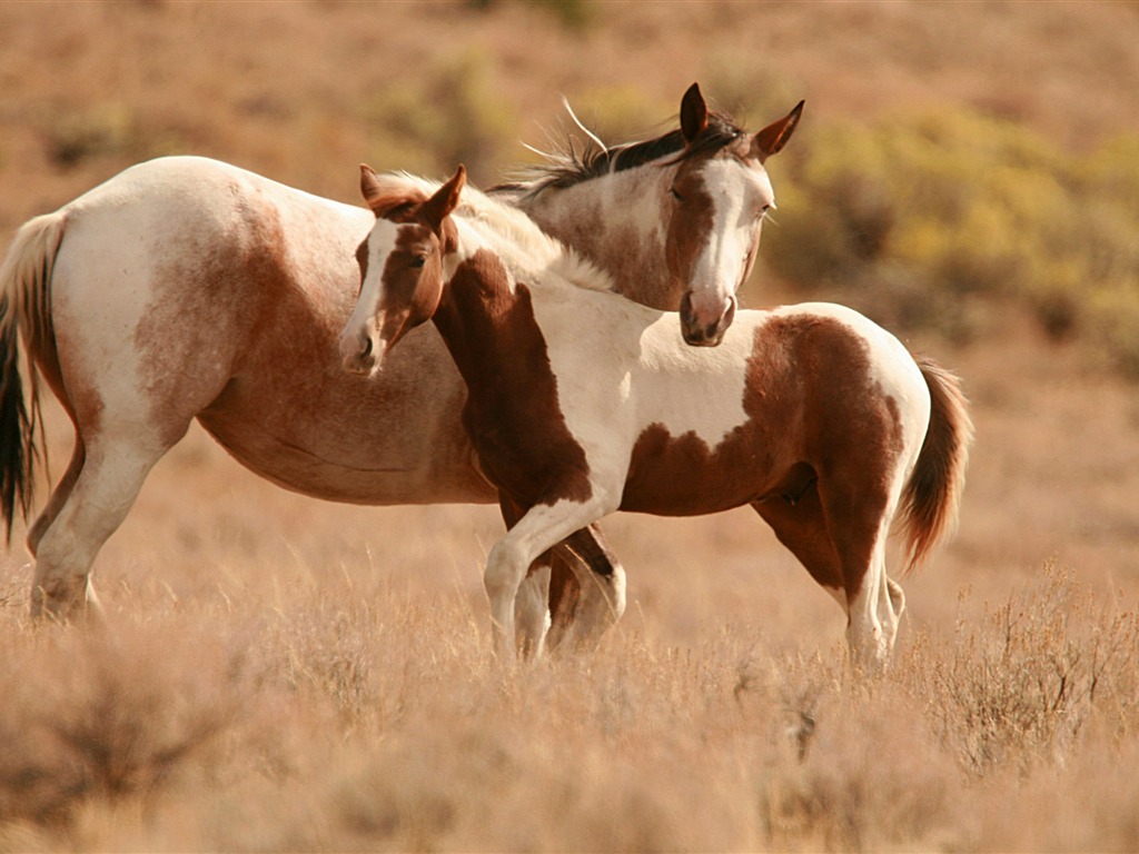 Caballo Super fotografía de fondo (1) #6 - 1024x768