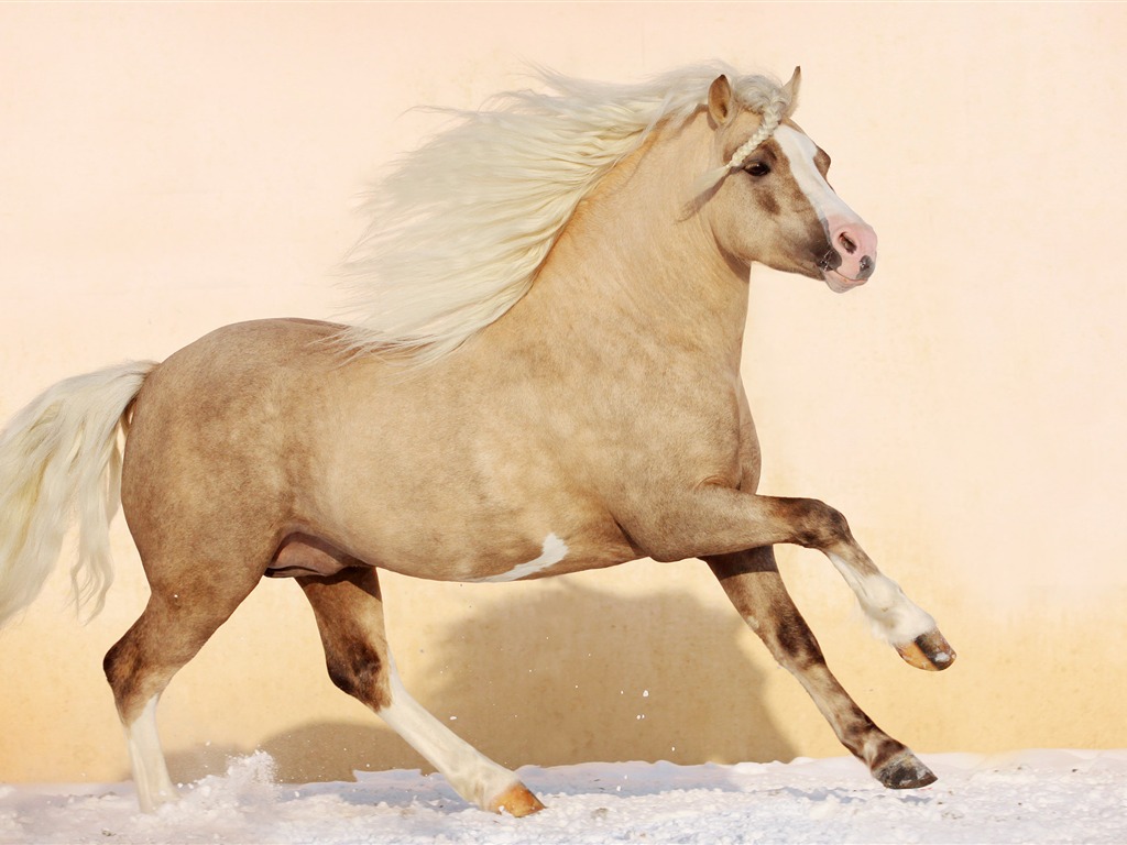 Супер лошадь фото обои (1) #10 - 1024x768