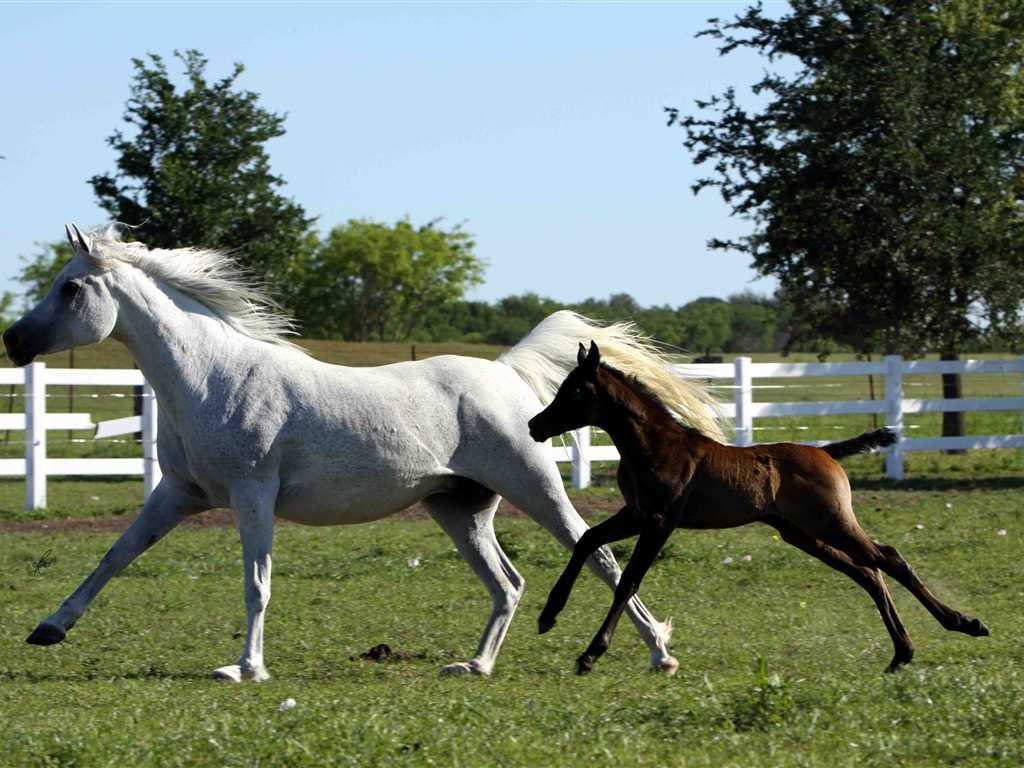 Caballo Super fotografía de fondo (1) #14 - 1024x768