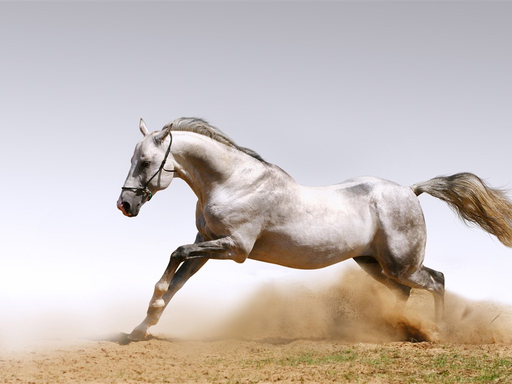 Супер лошадь фото обои (1) #17 - 1024x768