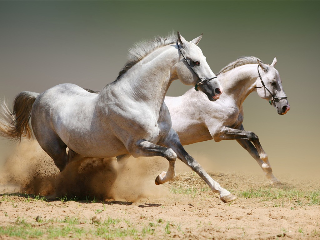 Super horse photo wallpaper (1) #18 - 1024x768