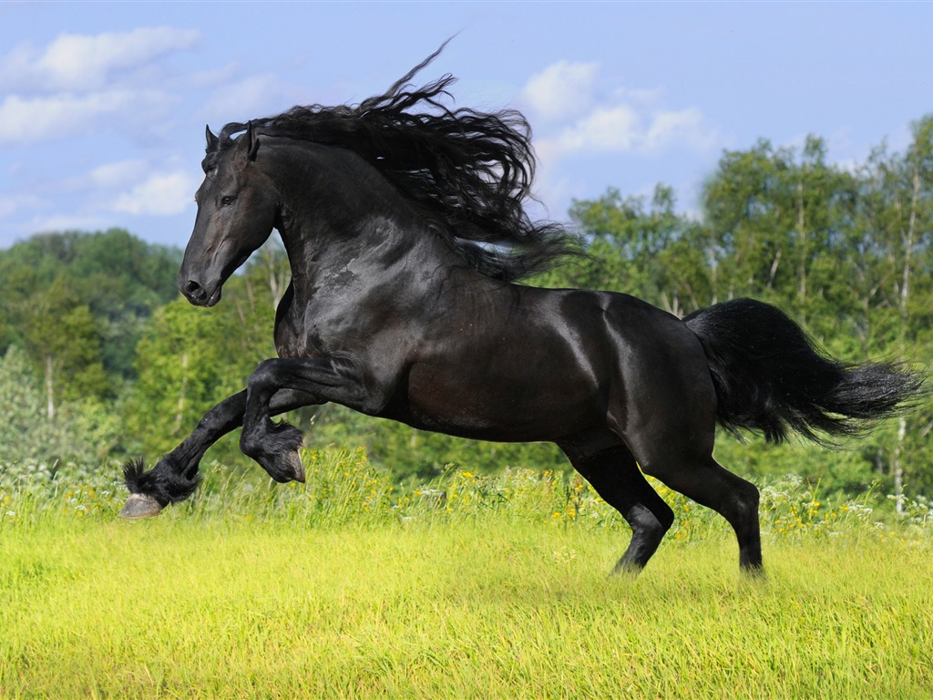 Супер лошадь фото обои (1) #20 - 1024x768