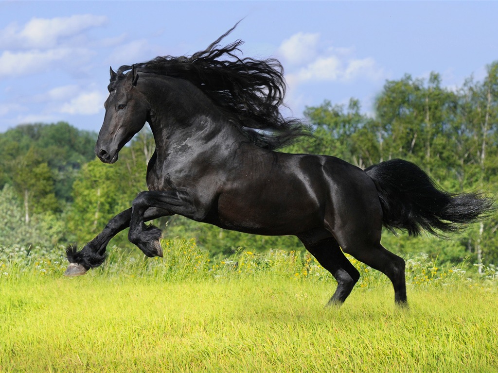 Super horse photo wallpaper (1) #20 - 1024x768