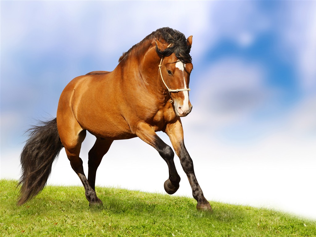 Super horse photo wallpaper (2) #1 - 1024x768