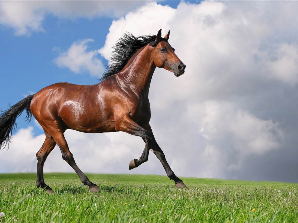 Super horse photo wallpaper (2) #2 - 1024x768