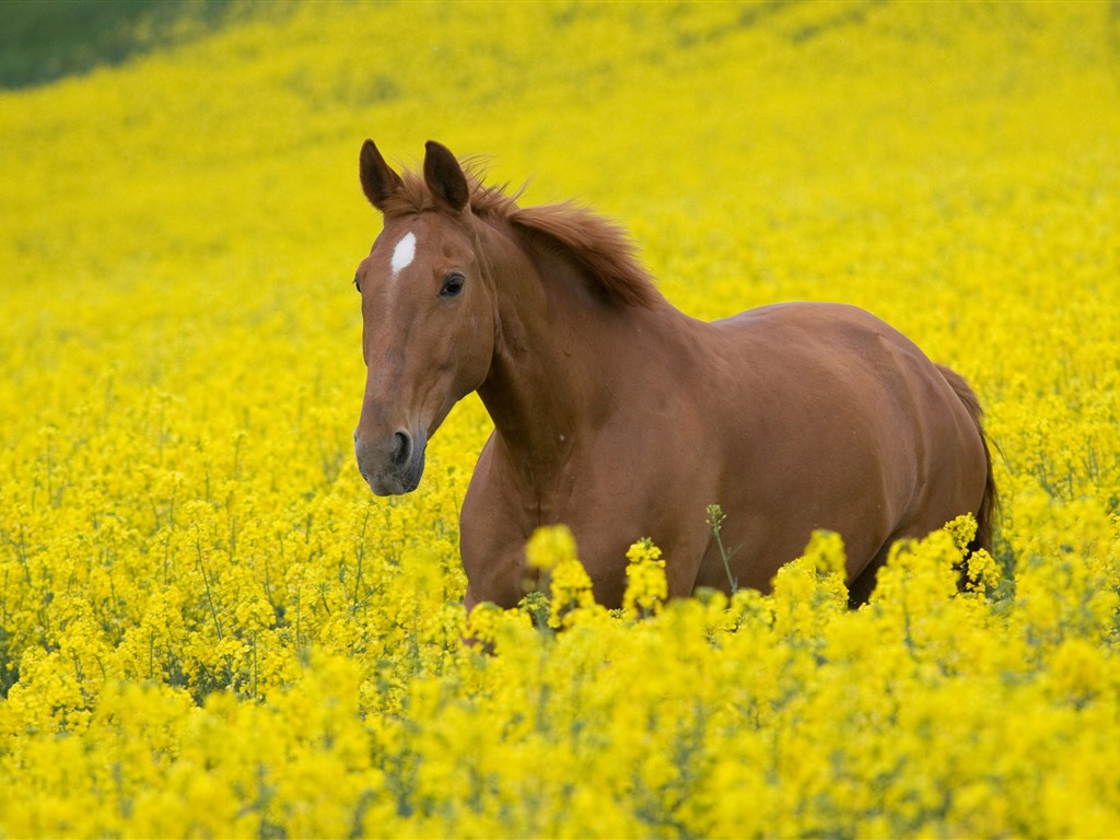 Super Pferd Fototapete (2) #3 - 1024x768