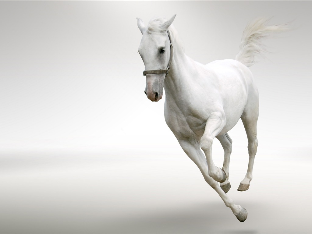 Super horse photo wallpaper (2) #14 - 1024x768