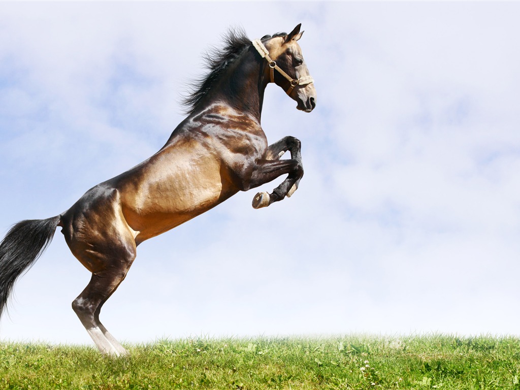 Super horse photo wallpaper (2) #15 - 1024x768