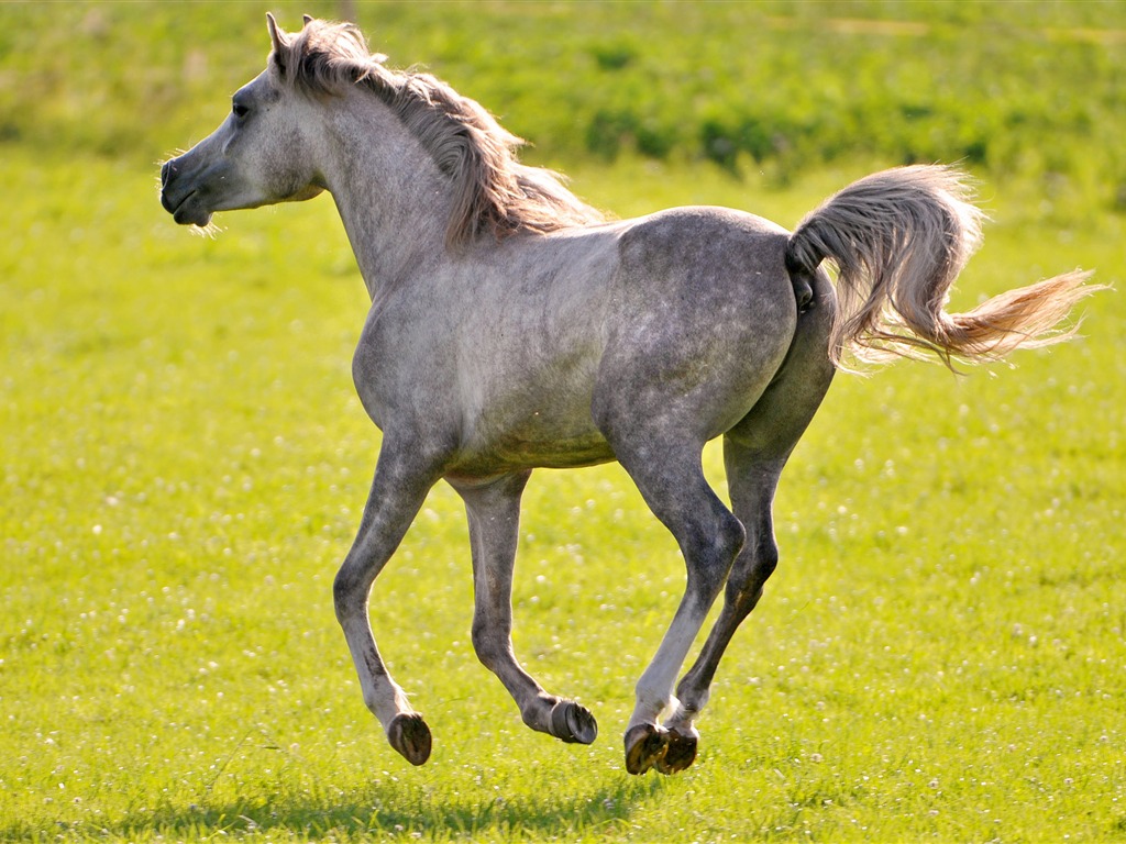 Super horse photo wallpaper (2) #18 - 1024x768