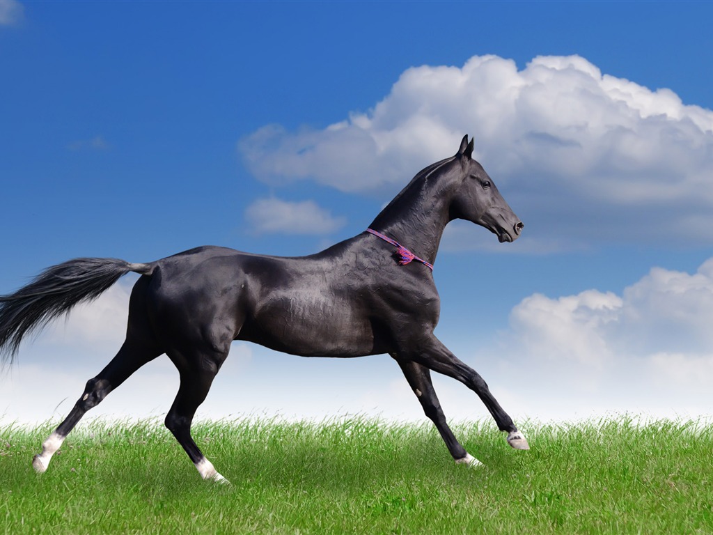 Super horse photo wallpaper (2) #19 - 1024x768