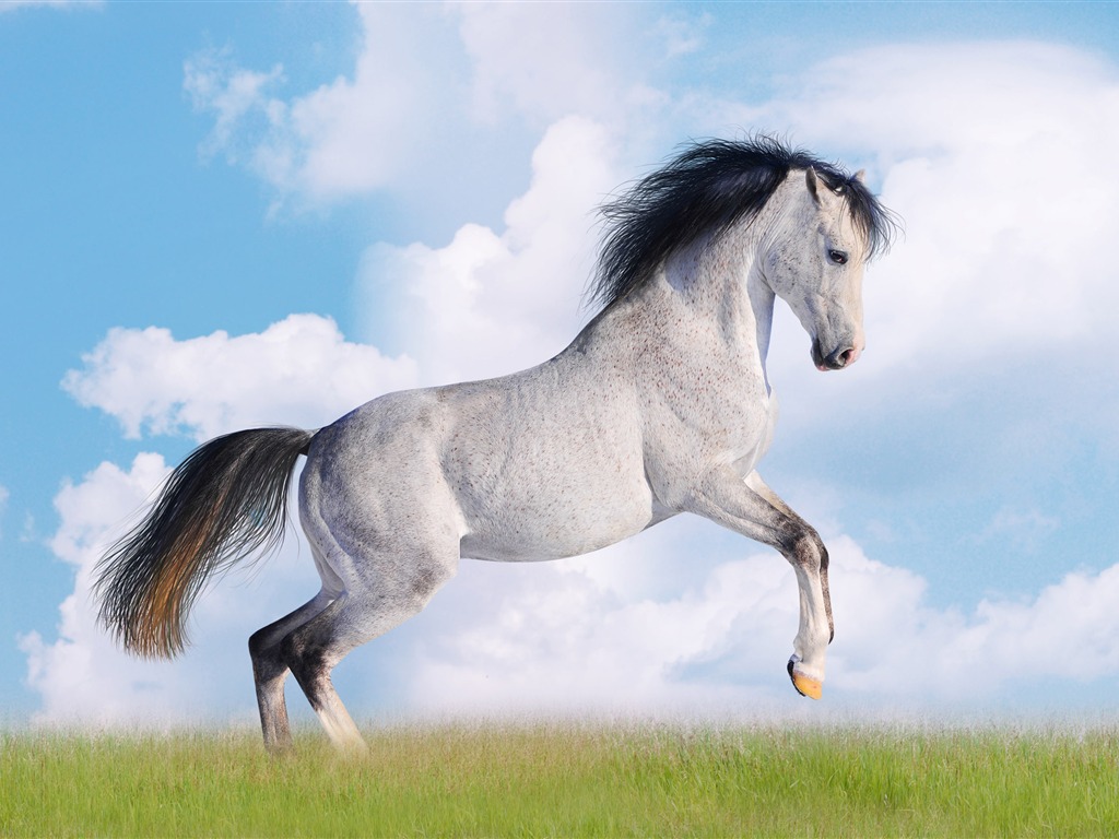 Super horse photo wallpaper (2) #20 - 1024x768