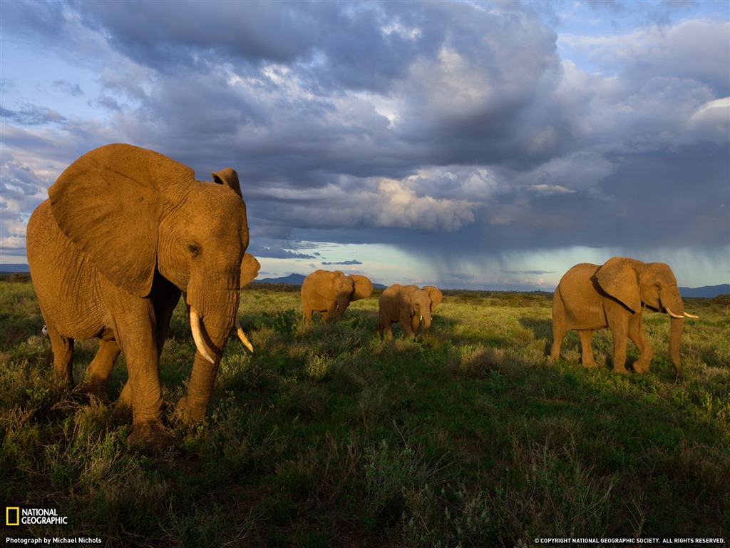 National Geographic album papier peint des animaux (9) #3 - 1024x768