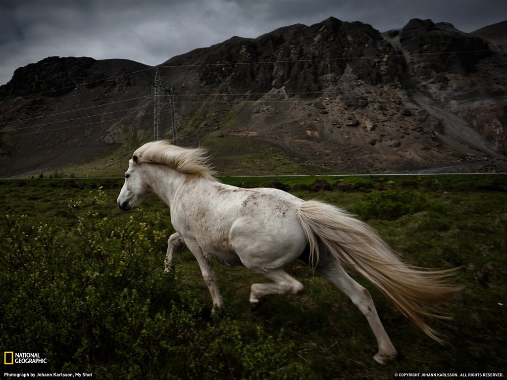 National Geographic animal wallpaper album (9) #13 - 1024x768