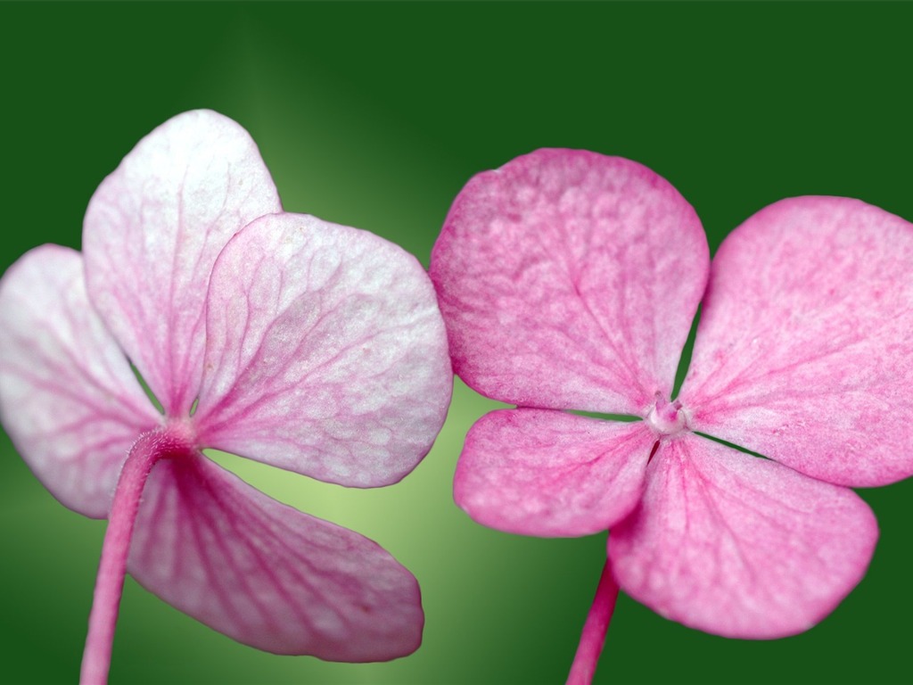 Pairs of flowers and green leaves wallpaper (1) #1 - 1024x768