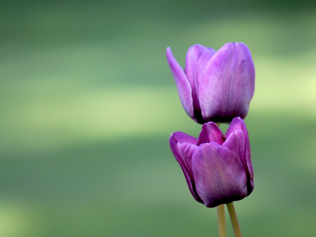 Pairs of flowers and green leaves wallpaper (1) #2 - 1024x768