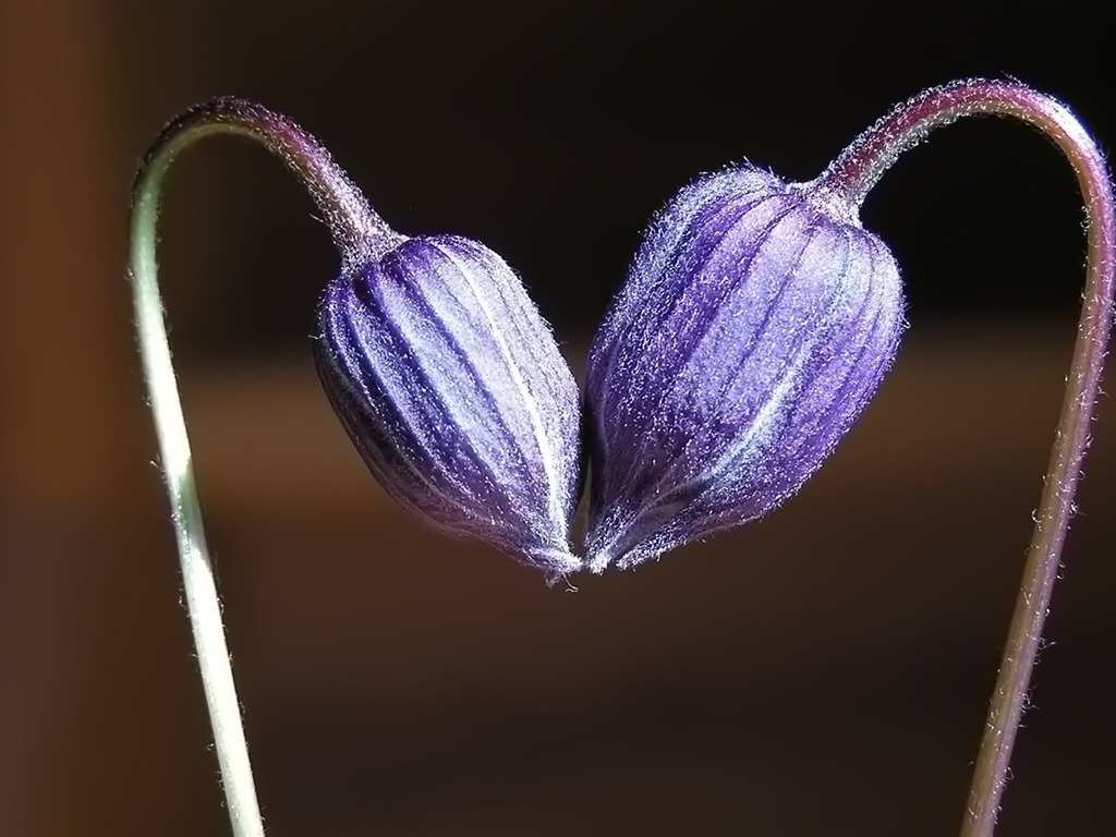 成雙的花兒和綠葉 壁紙(一) #3 - 1024x768