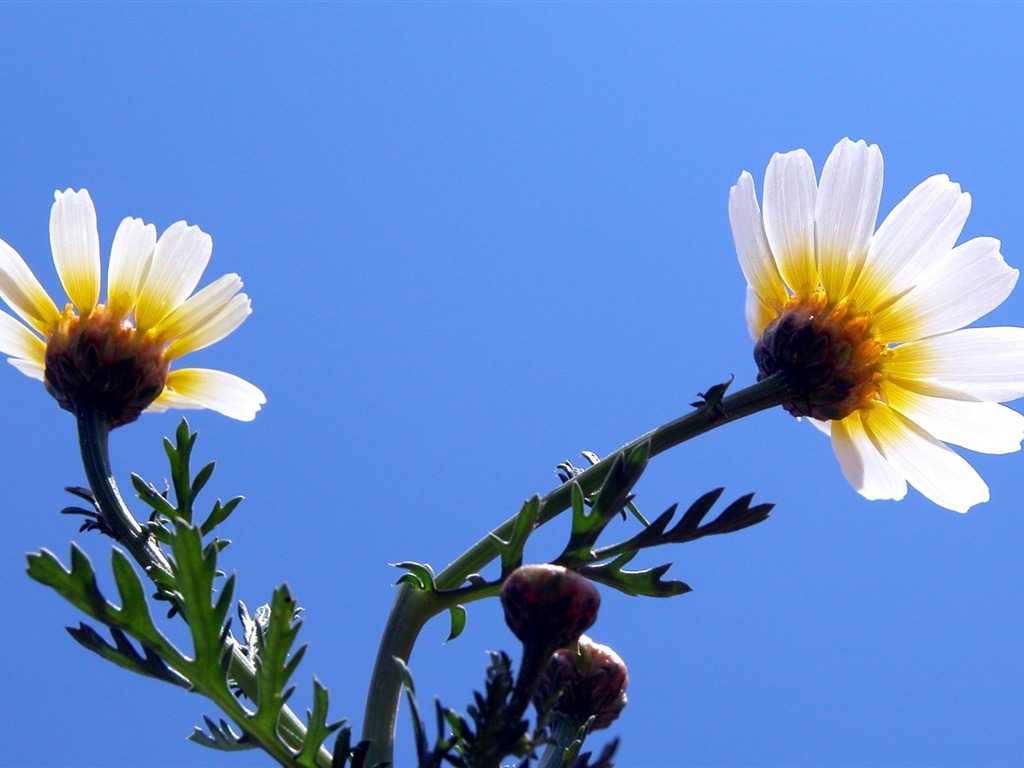 Pairs of flowers and green leaves wallpaper (1) #6 - 1024x768