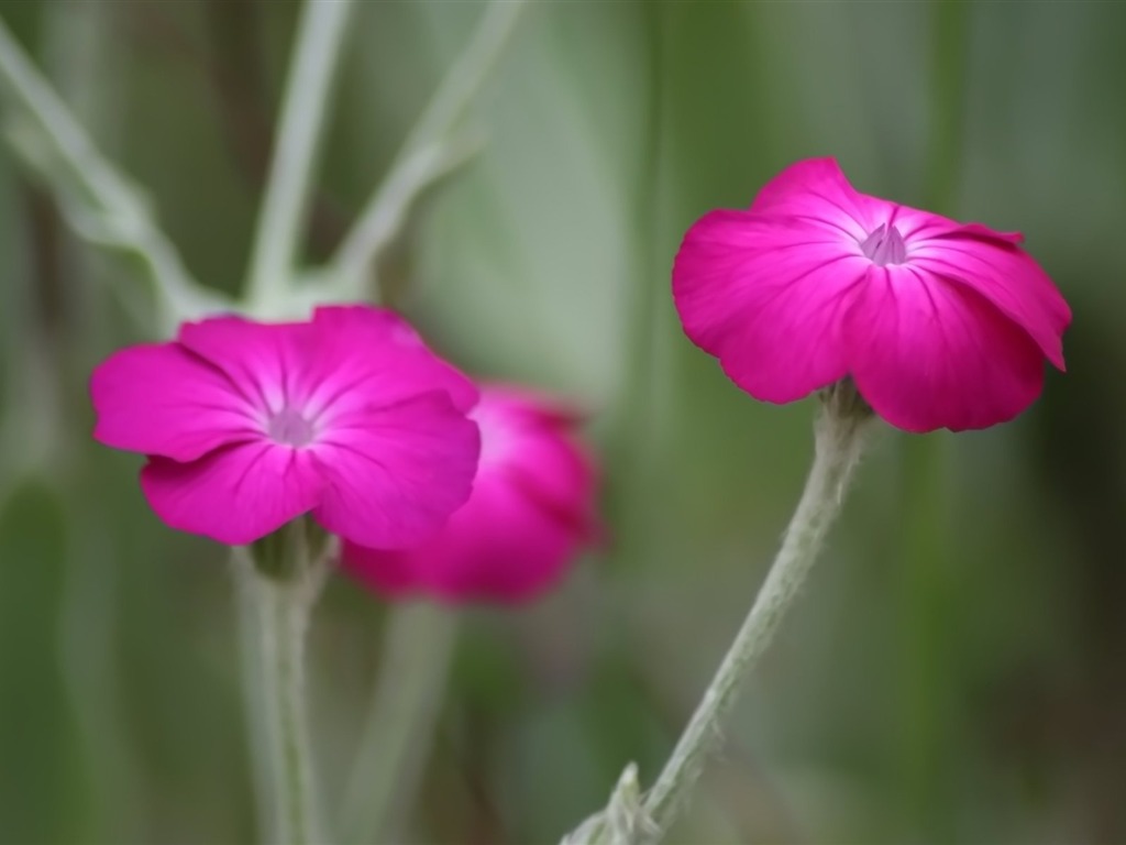 Paare von Blumen und grüne Blätter Tapete (1) #7 - 1024x768