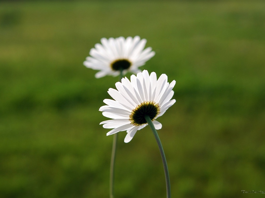 Pairs of flowers and green leaves wallpaper (1) #9 - 1024x768