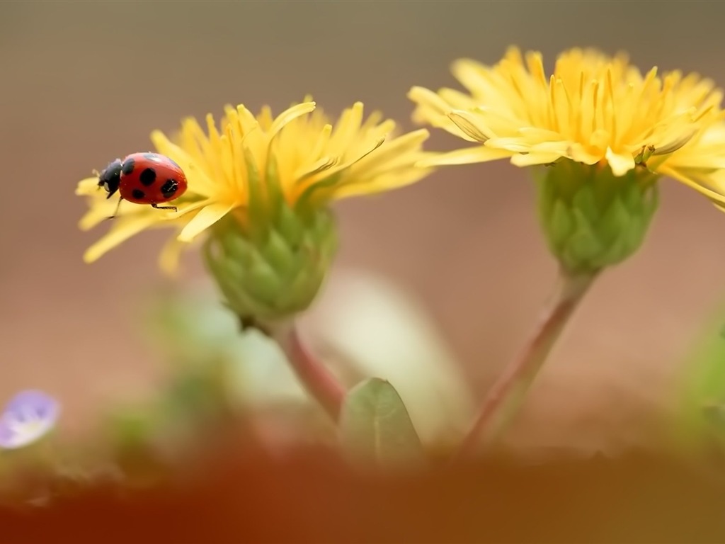 Pairs of flowers and green leaves wallpaper (1) #10 - 1024x768