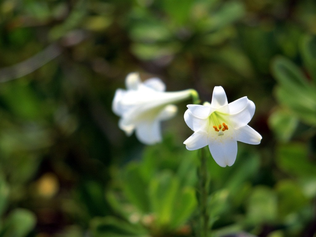 Pairs of flowers and green leaves wallpaper (1) #13 - 1024x768