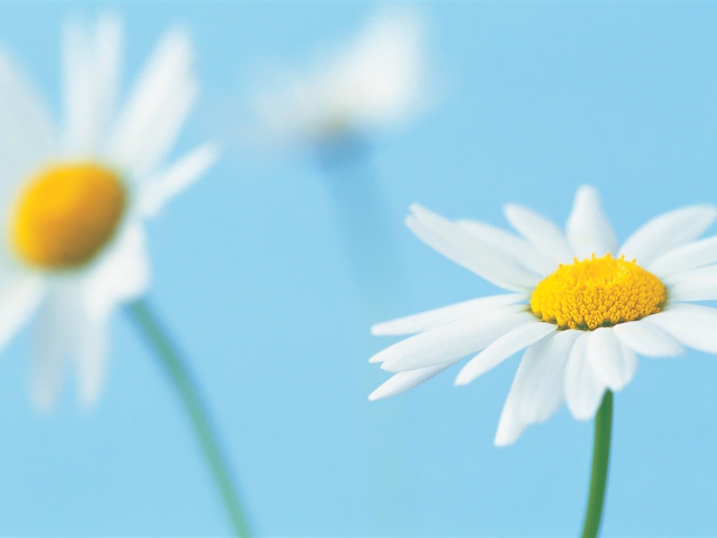 Pairs of flowers and green leaves wallpaper (1) #14 - 1024x768