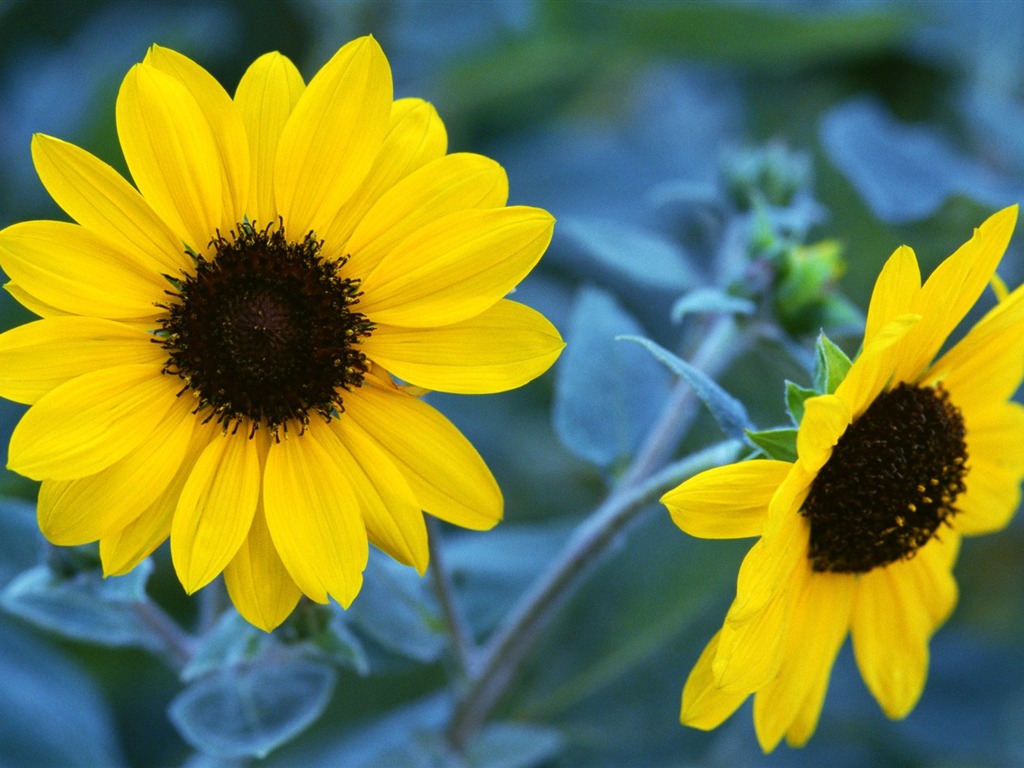 Pairs of flowers and green leaves wallpaper (1) #16 - 1024x768