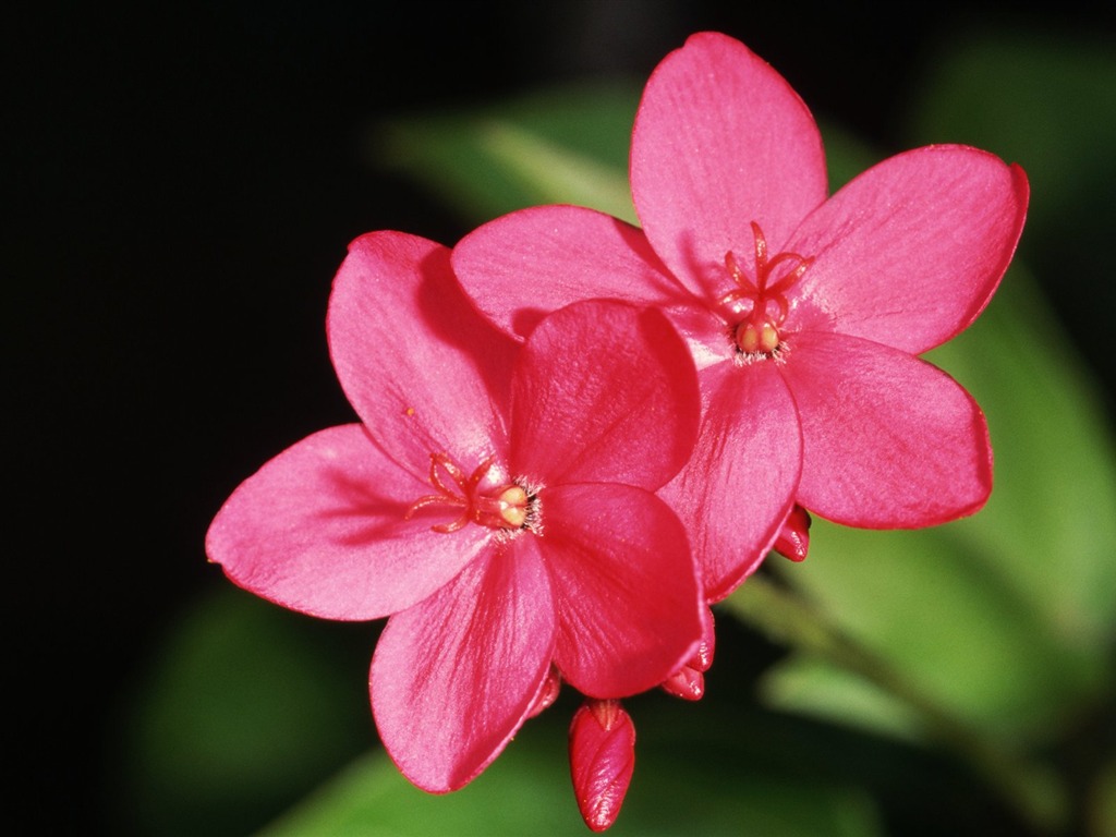 Pairs of flowers and green leaves wallpaper (2) #1 - 1024x768