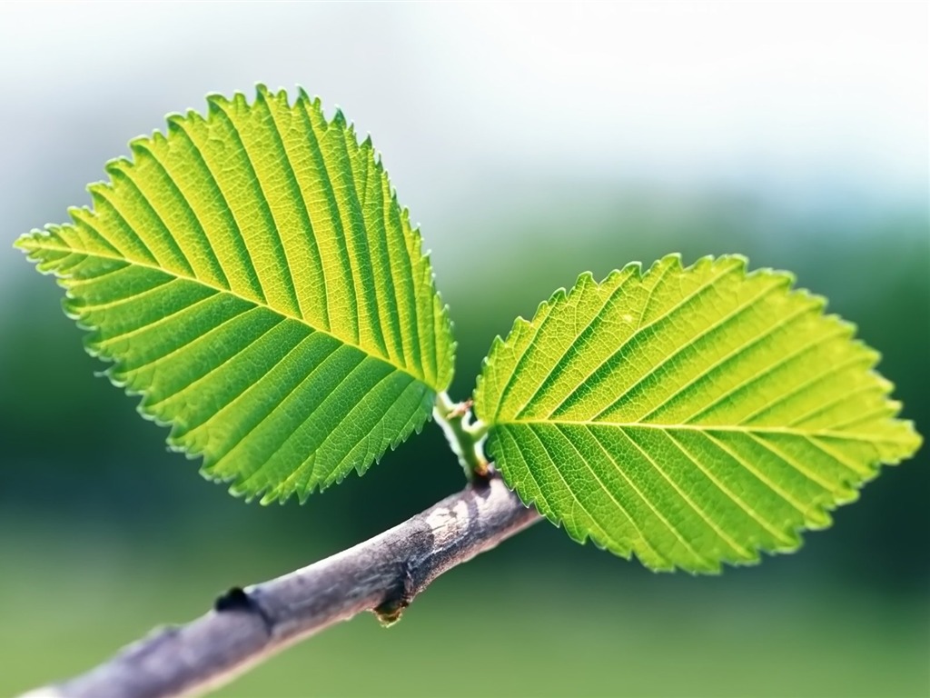 Pairs of flowers and green leaves wallpaper (2) #2 - 1024x768