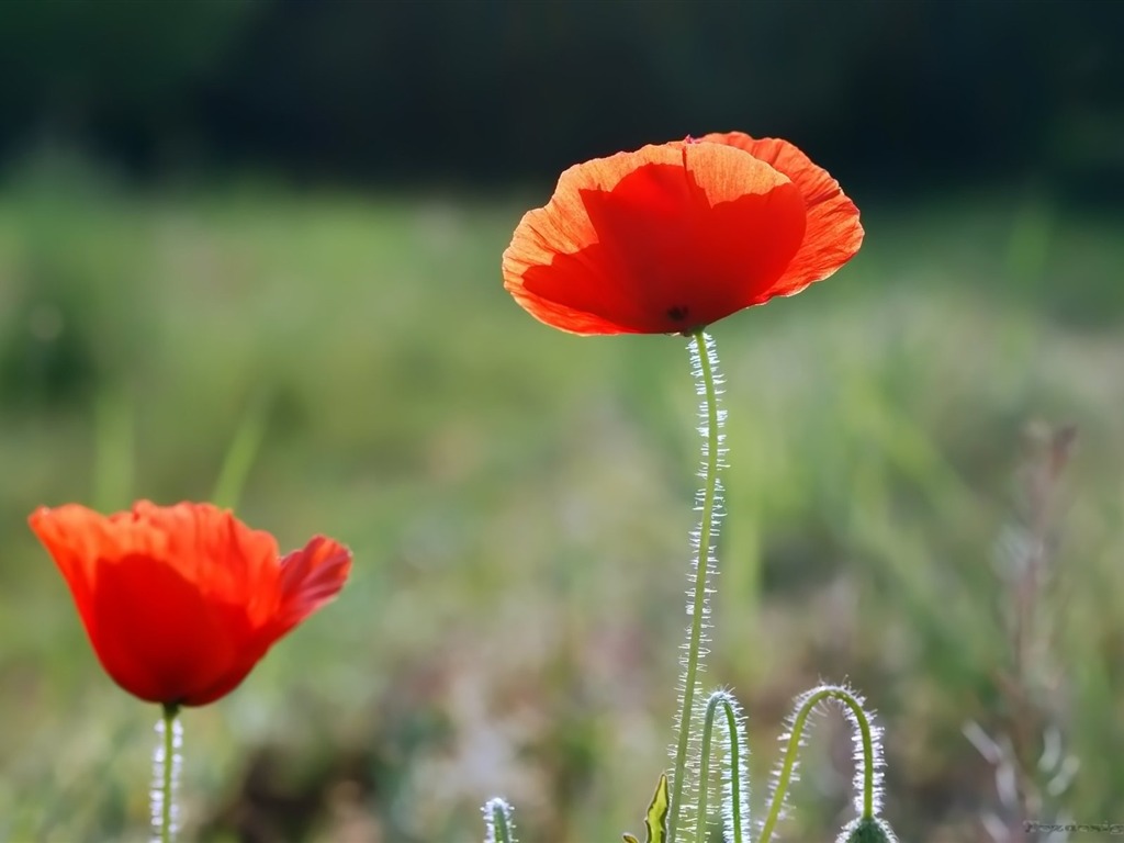 Pairs of flowers and green leaves wallpaper (2) #3 - 1024x768