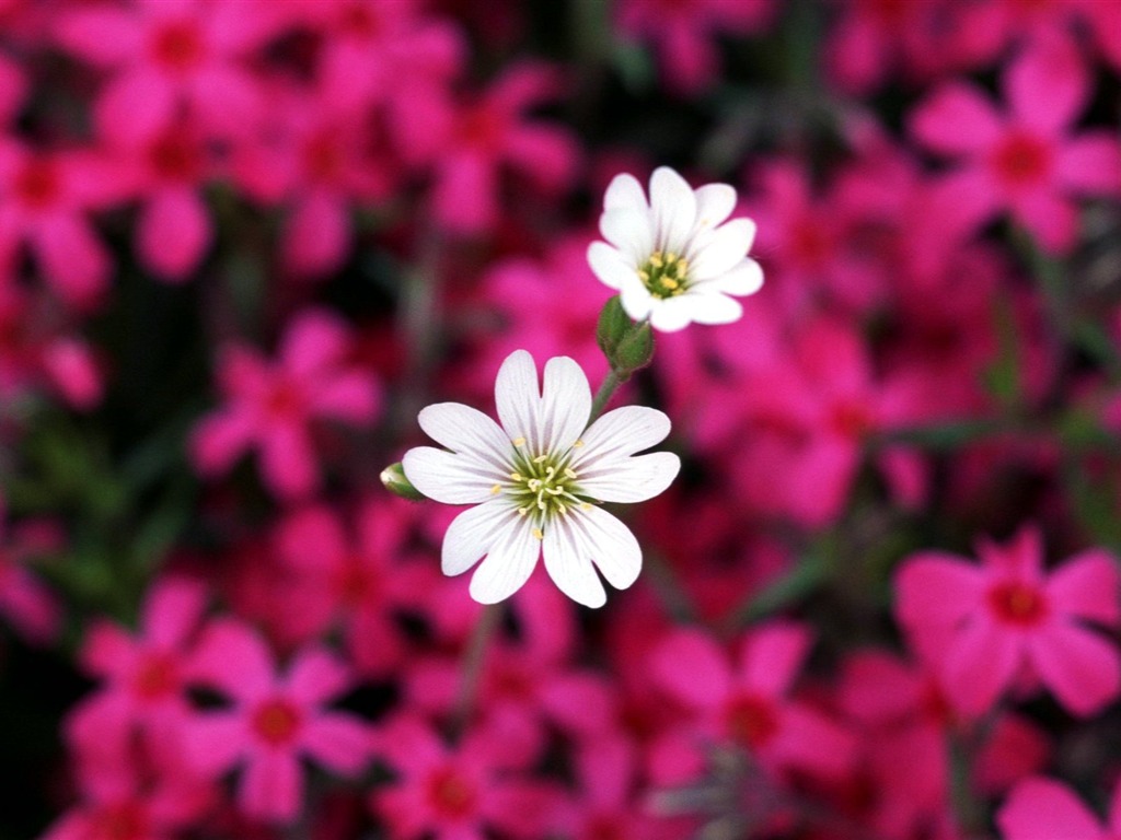 Pairs of flowers and green leaves wallpaper (2) #4 - 1024x768