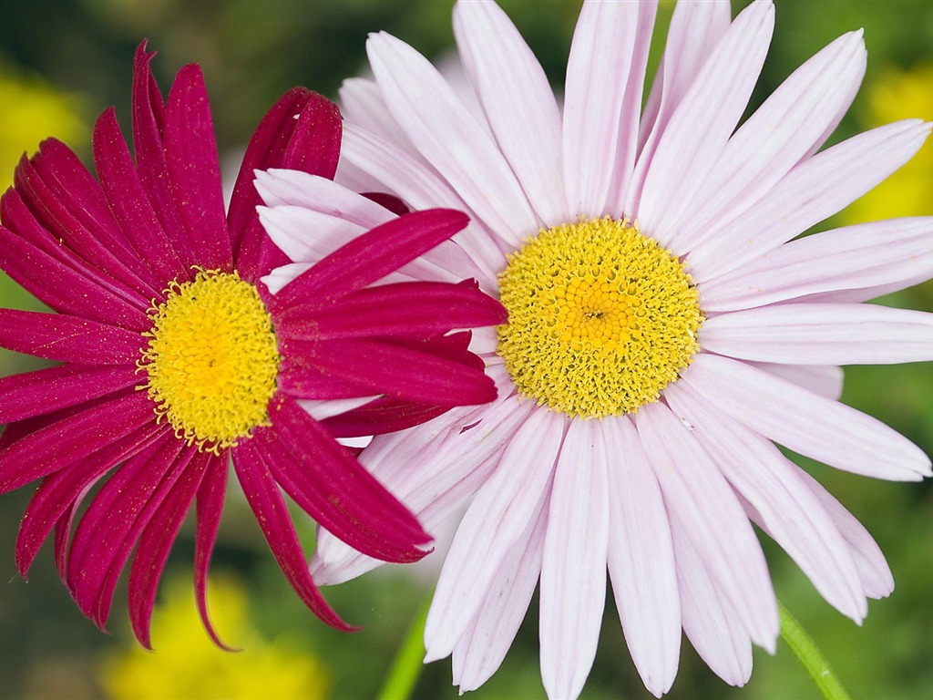 Pairs of flowers and green leaves wallpaper (2) #6 - 1024x768