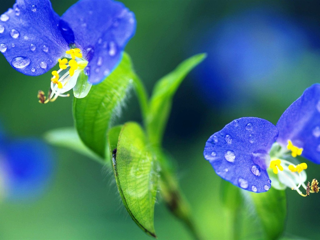 Pairs of flowers and green leaves wallpaper (2) #10 - 1024x768