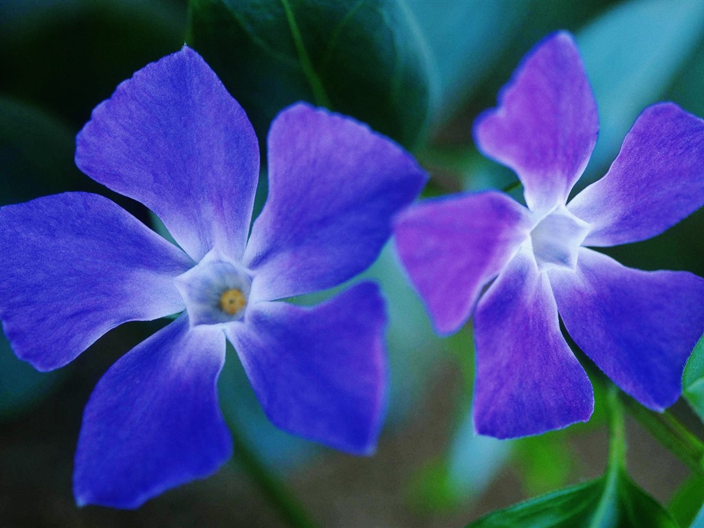 成雙的花兒和綠葉 壁紙(二) #11 - 1024x768
