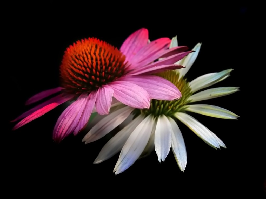 成雙的花兒和綠葉 壁紙(二) #15 - 1024x768