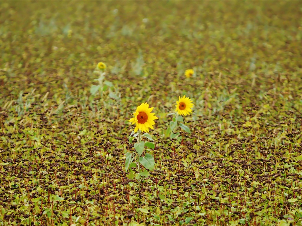Paare von Blumen und grüne Blätter Tapete (2) #16 - 1024x768