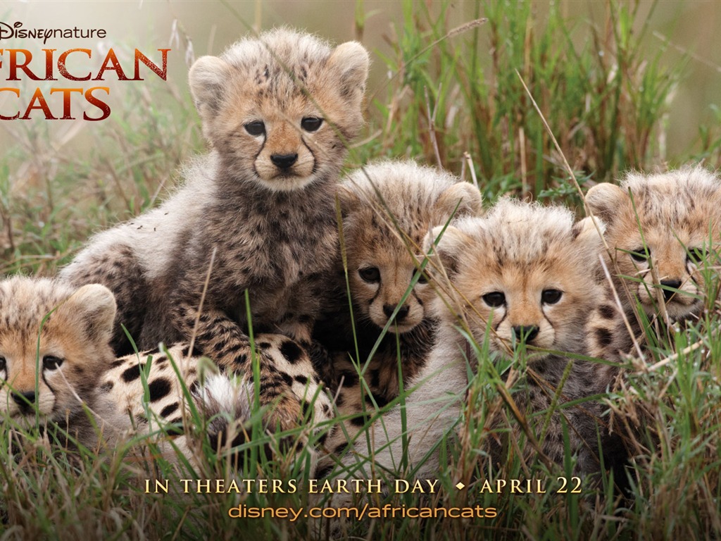African Cats: Kingdom of Courage 非洲猫科：勇气国度1 - 1024x768