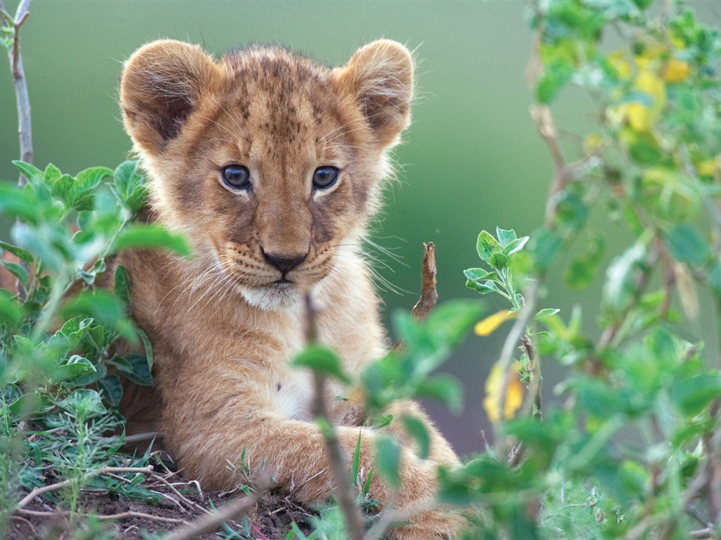 African Cats: Kingdom of Courage 非洲猫科：勇气国度2 - 1024x768