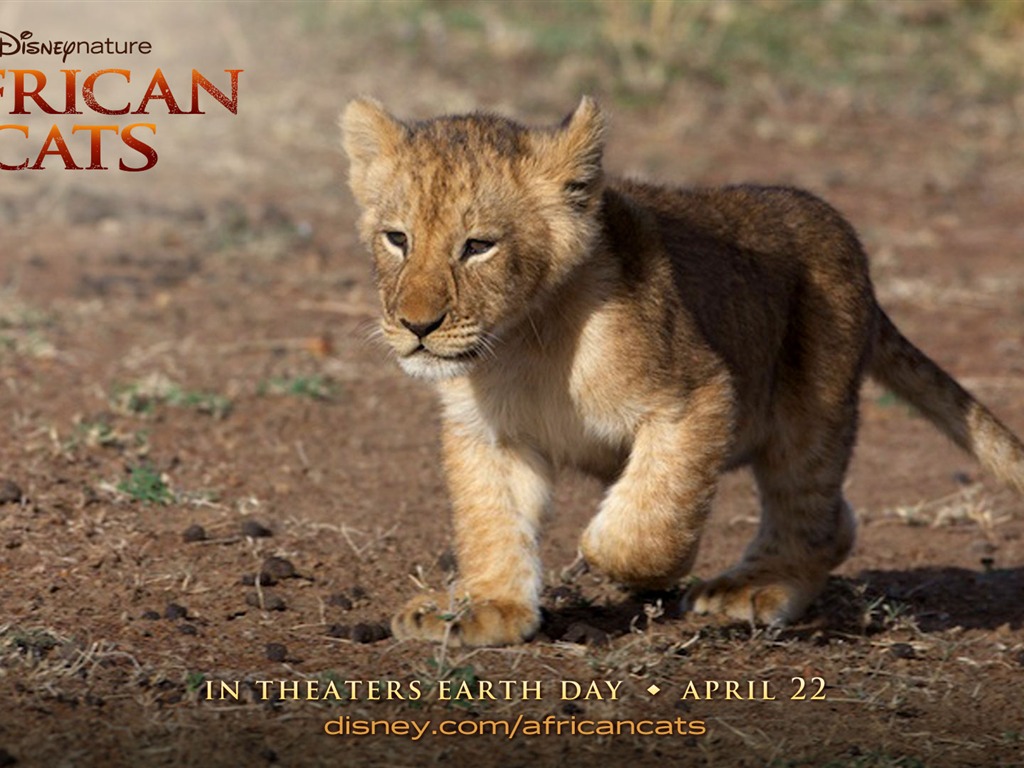 African Cats: Kingdom of Courage 非洲猫科：勇气国度4 - 1024x768